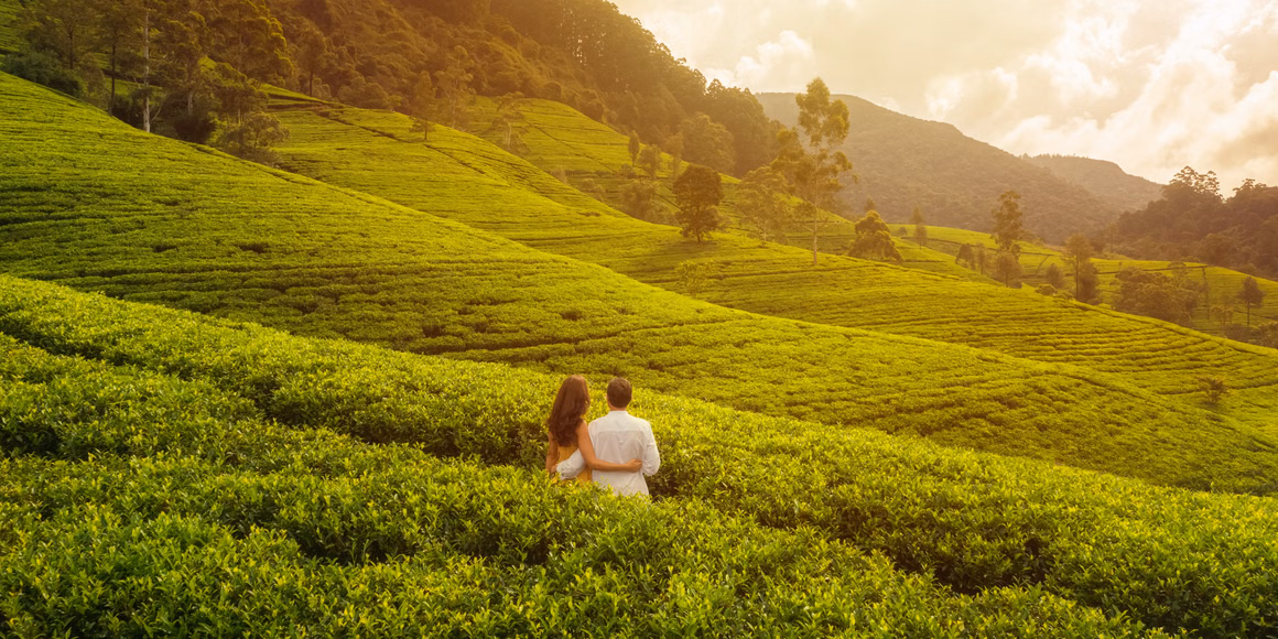Wayanad Nature, Waterfalls & Treehouse Experience